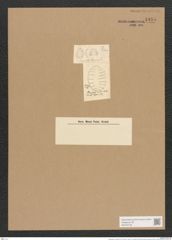 Campylodiscus clypeus Ehr. (de-Toni-Nr.: Genus 57, Species 2452) Zeichnungen Sammlung Grunow Nr. 4935 (NHMW-BOT-W0373148)